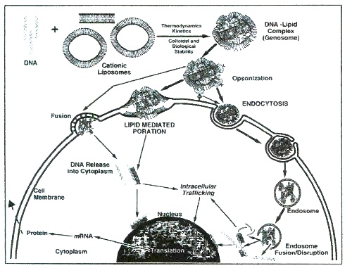 Three mechanisms referred to as receptor-mediated endocytosis, 